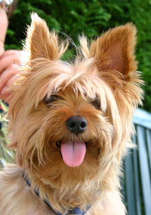 mon chien preferer