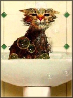 chat