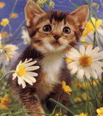 chat