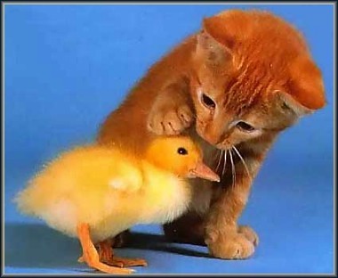 chat